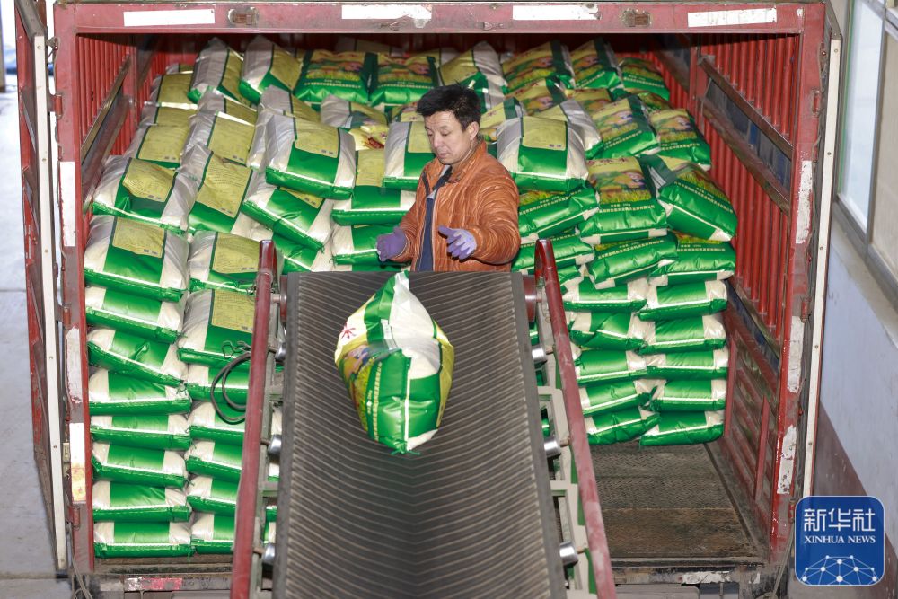 河北丰南:粮食生产加工忙